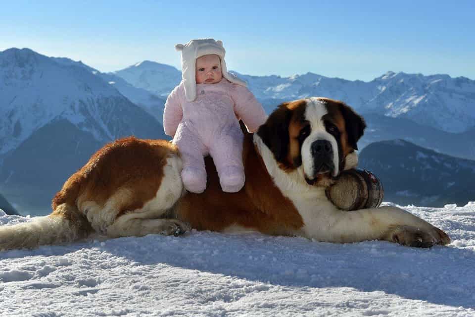 Giống chó núi Thụy Sĩ khổng lồ