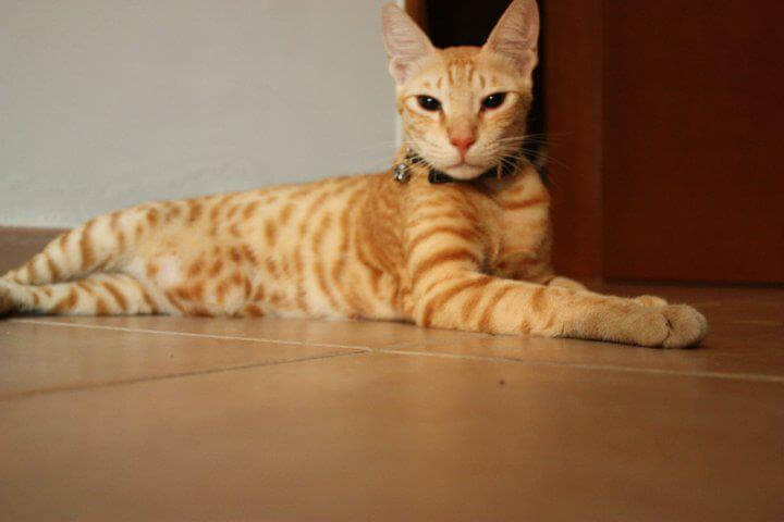 Mèo Mau Ả Rập