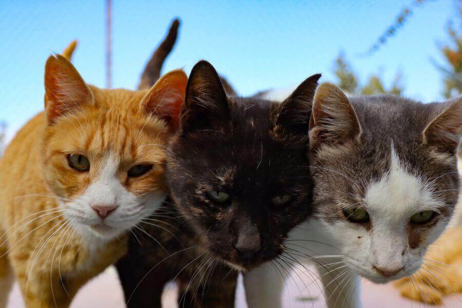 Những chú mèo Cyprus