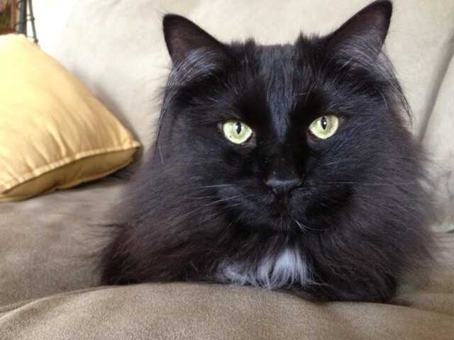 Sở hữu bộ lông đen dài đặc trưng làm nên sự quyến rũ của giống mèo này