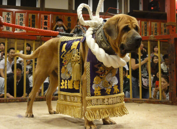 Tosa Inu - giống chó với hình tượng võ sĩ đấu vật