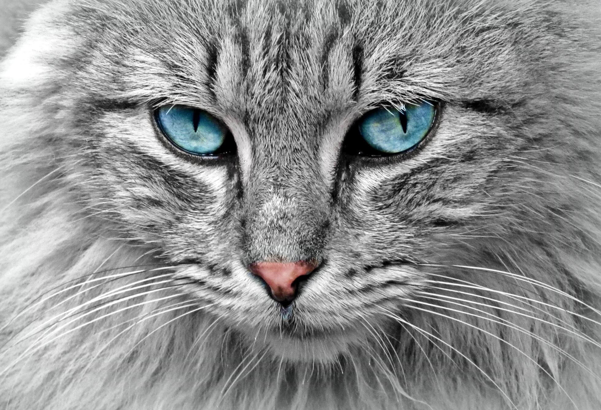 Mèo Ojos Azules