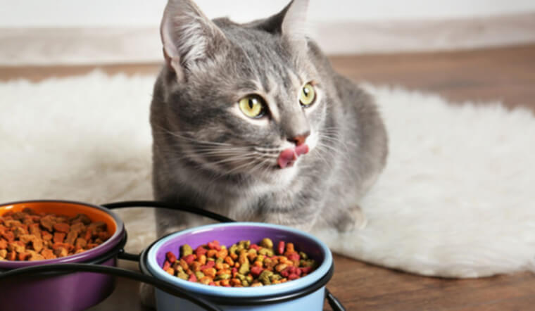 Bạn có thể cho mèo con ăn hạt