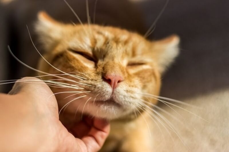 Bệnh dị ứng theo mùa cũng là nguyên nhân khiến mèo bị nghẹt mũi