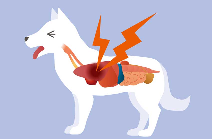 Bệnh viêm màng phổi ở chó