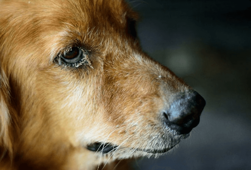 Bệnh xơ cứng hạt nhân ở chó là nguyên nhân khiến mắt chó bị đục