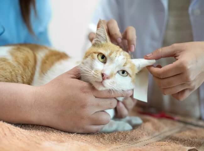Cách phòng bệnh và điều trị bệnh sưng mắt ở mèo 