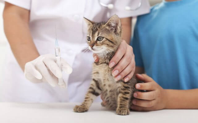 Cần đưa mèo đến trung tâm thú y để điều trị 