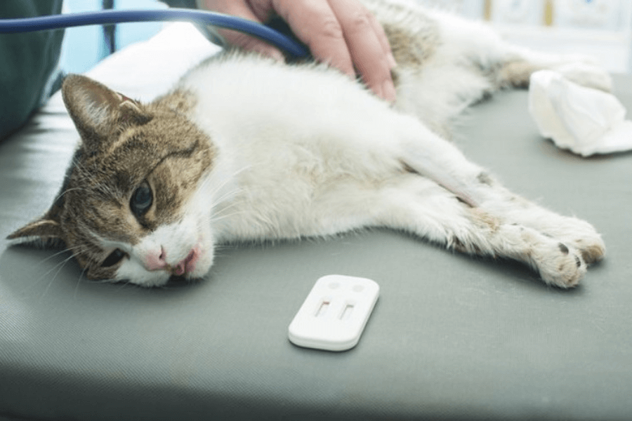 Cần đưa mèo đi khám và điều trị tại cơ sở thú y gần nhất khi phát hiện ra dấu hiệu của bệnh