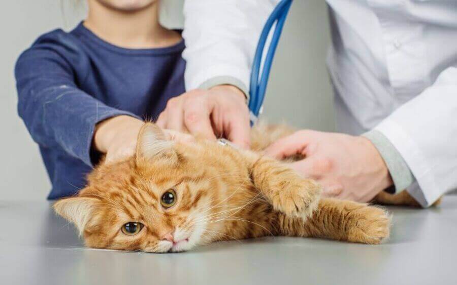 Chăm sóc mèo bị nấm