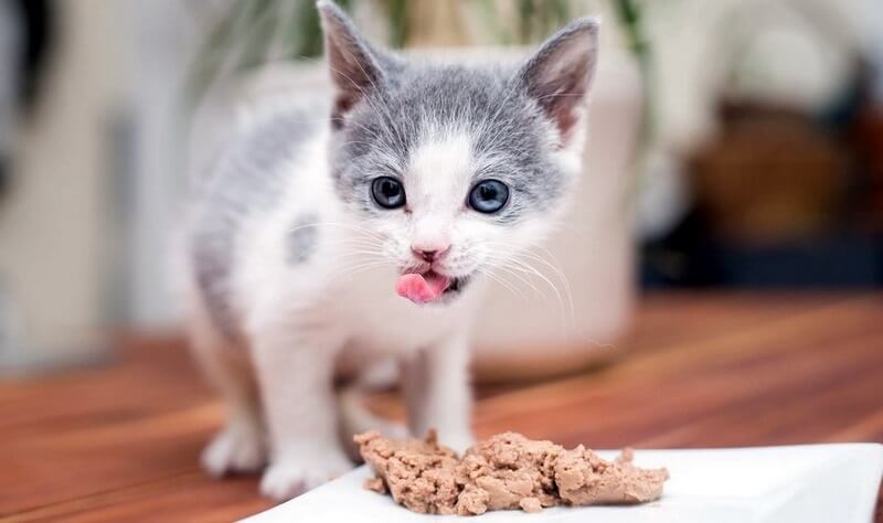 Chế độ ăn uống của mèo con 1 tháng