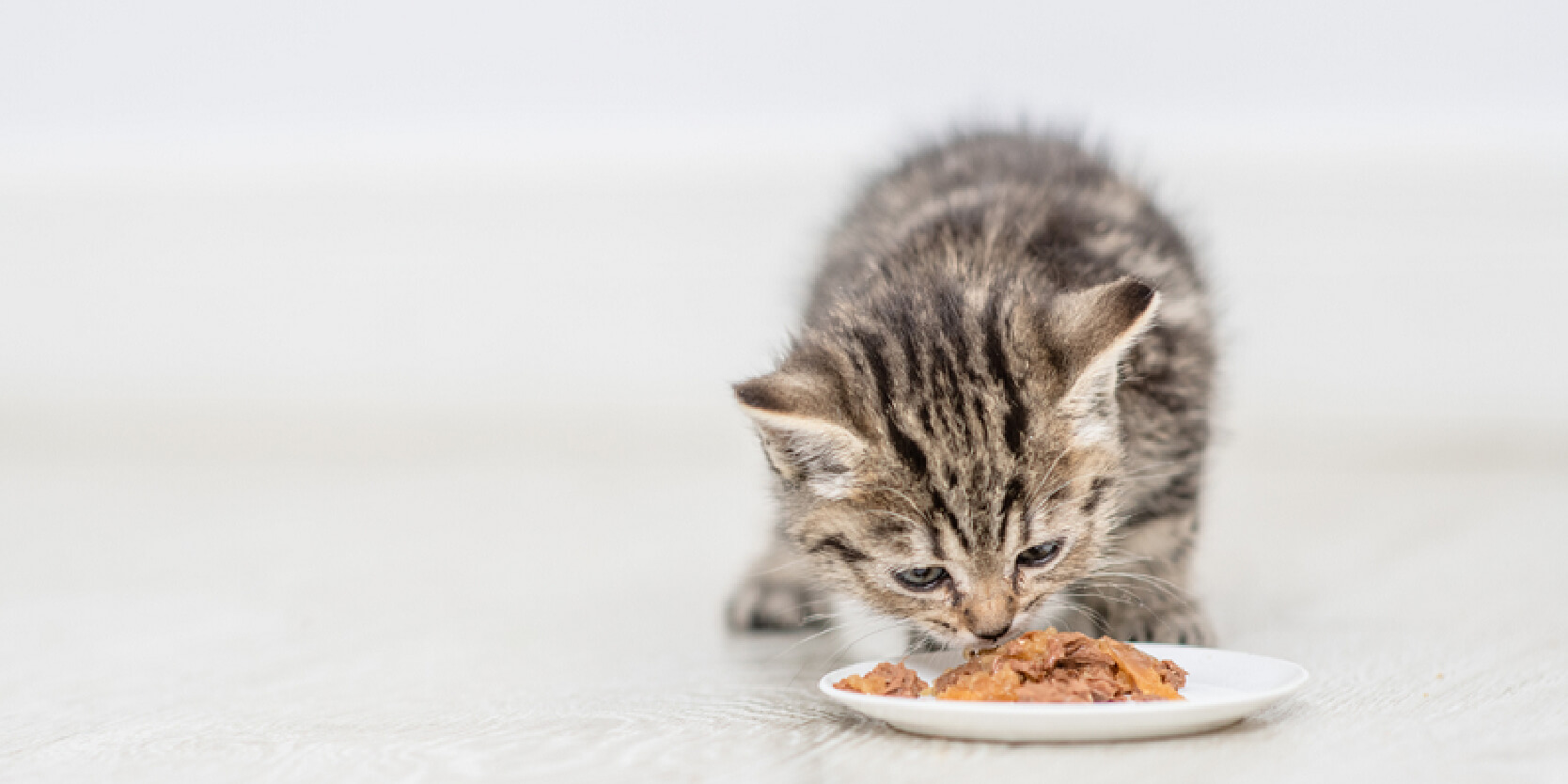 Chế độ dinh dưỡng dành cho mèo con 1 tháng tuổi