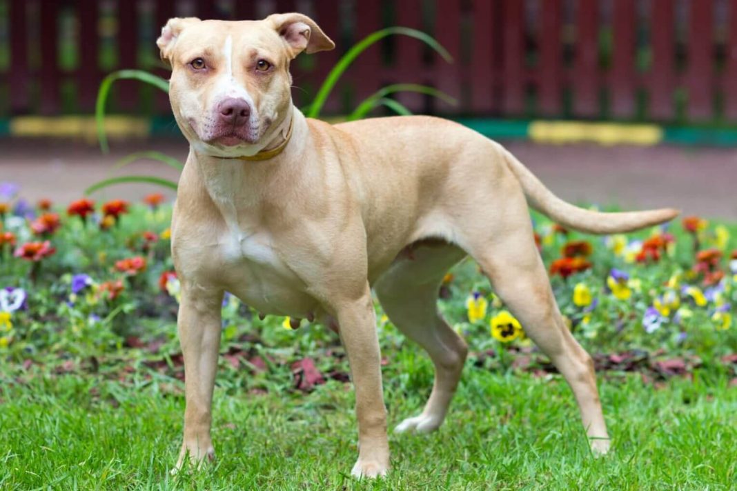 Chó American Pit Bull Terrier - giống chó bị cấm nuôi ở một số quốc gia