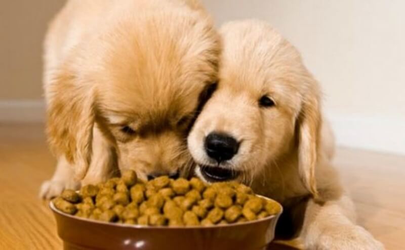 Chó ăn mất kiểm soát cũng là nguyên nhân khiến chó bị đầy bụng