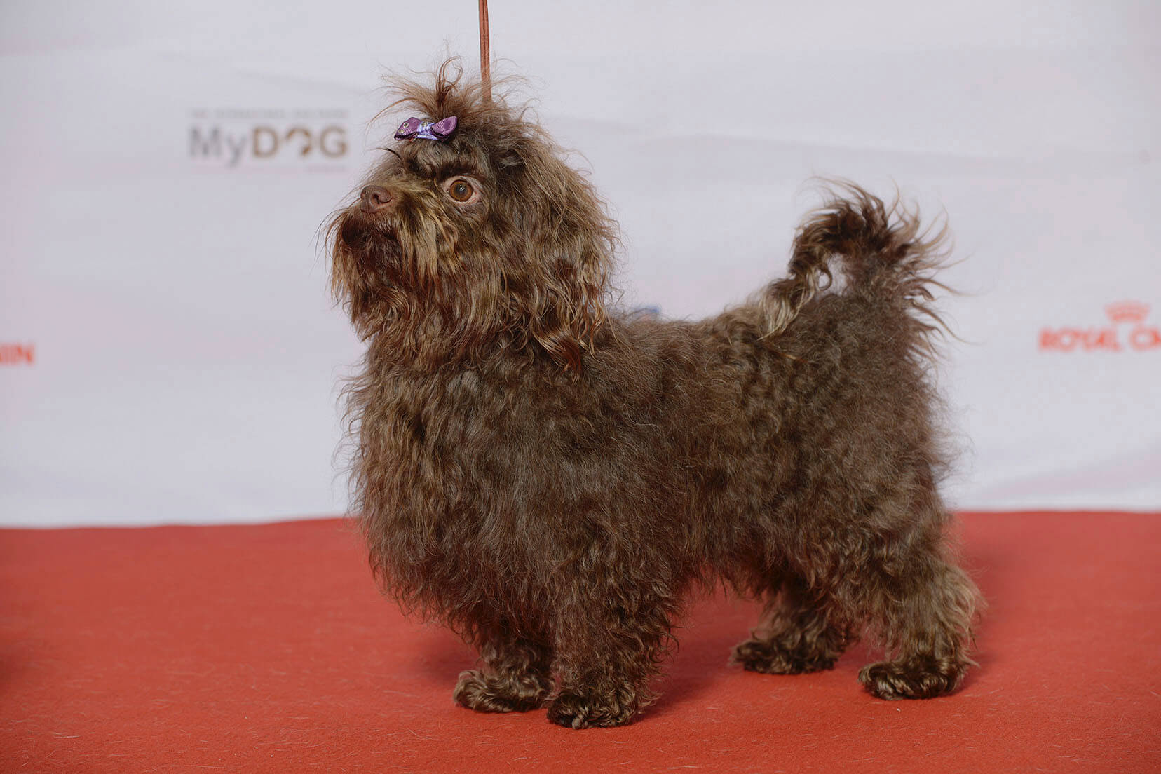Chó Franzuskaya Bolonka  - Giống chó Nga nổi tiếng