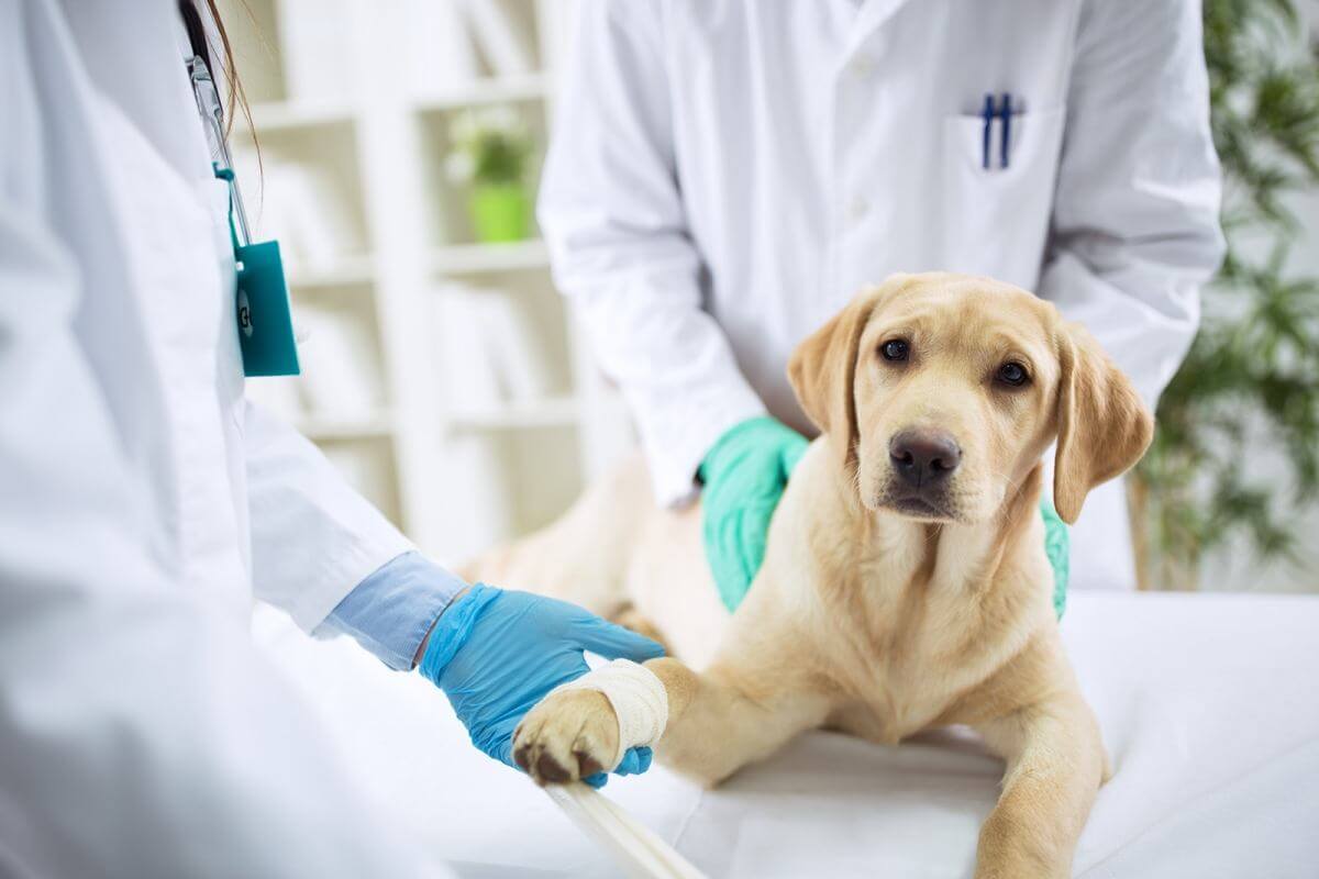 Cho chó đi thăm khám bác sĩ thú y thường xuyên