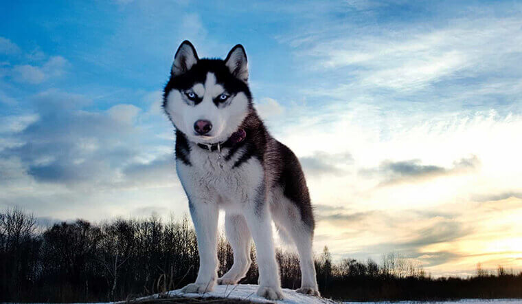 Chó Husky Siberian 
