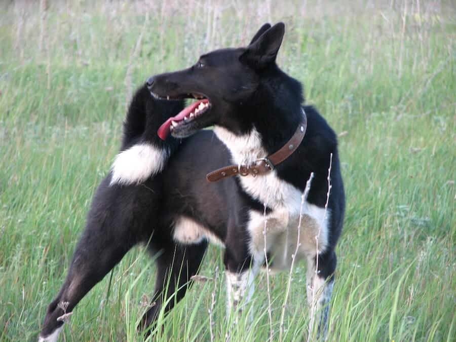 Chó Laika Nga Âu  - Giống chó Nga được nhiều người yêu thích