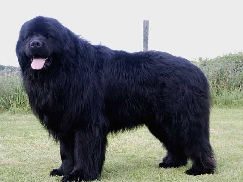 Chó Newfoundland  - Giống chó lớn nhất thế giới cực hữu ích