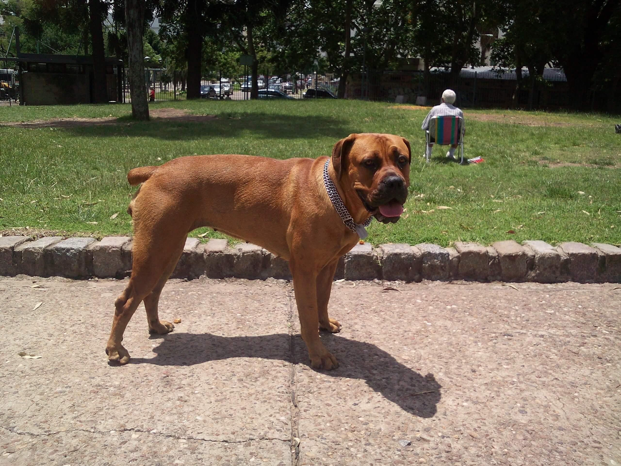 Chó ngao Nam Phi - Giống chó bị cấm nuôi ở một số quốc gia