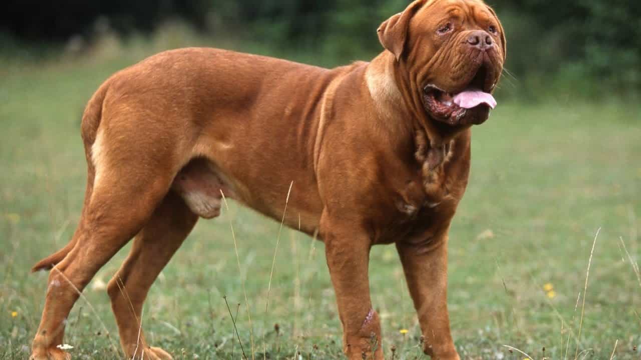 Chó Ngao Pháp - Giống chó lớn với vẻ ngoài mạnh mẽ