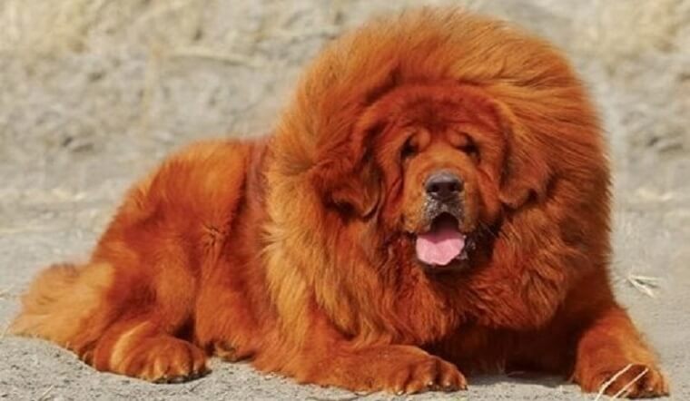 Chó ngao Tây Tạng - giống chó lớn tóp đầu thế giới