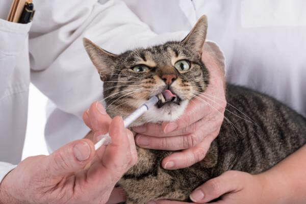 Điều trị bệnh hôi miệng ở mèo