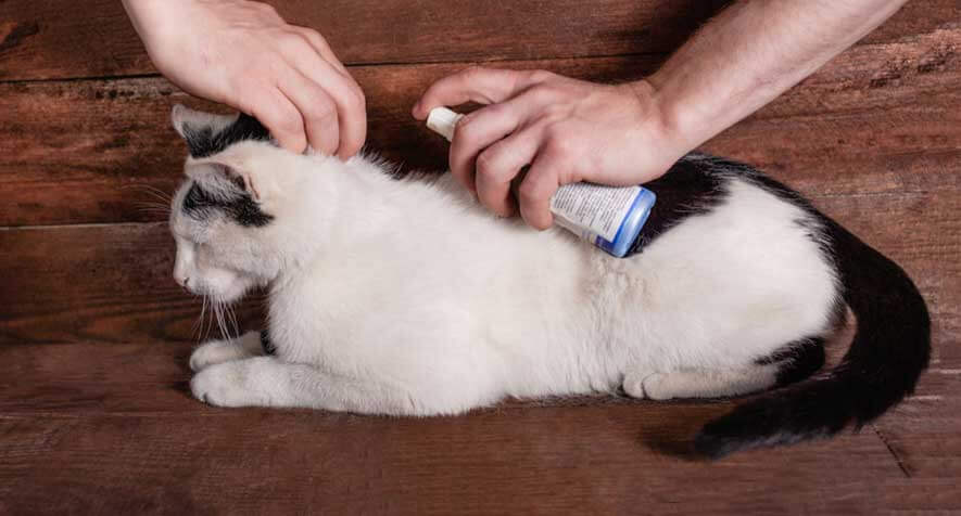 Điều trị và phòng bệnh cho thú cưng