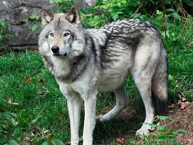 Giống sói lai bị cấm nuôi ở Na Uy