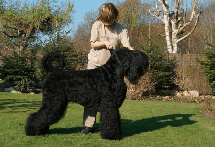 Kích thước của một chú chó sục Nga đen