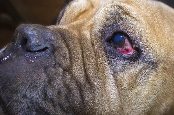 Mắt chó bị đỏ đổ ghèn xanh