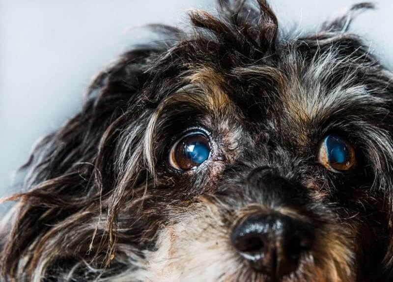 Mắt chó bị đục màu xanh nhạt