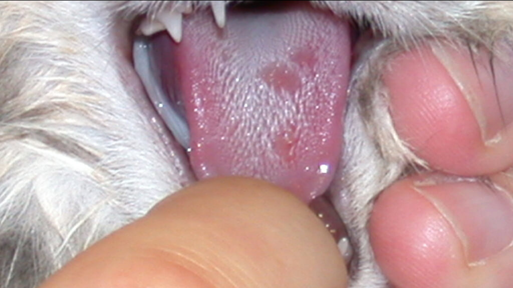 Mèo bị nấm miệng