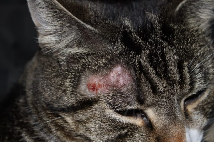 Mèo bị nhiễm nấm Candida