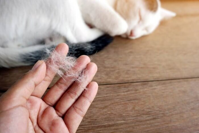 Mèo bị rụng lông - Nguyên nhân khiến mèo bị viêm da dị ứng