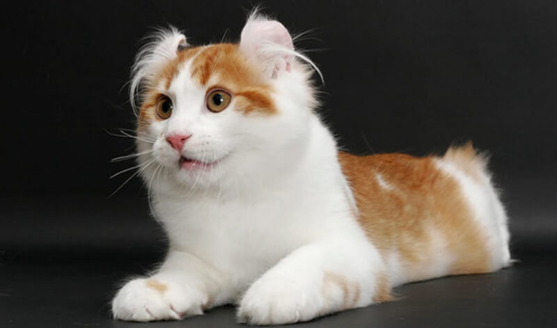 Mèo Mỹ tai xoắn - giống mèo đáng yêu bởi chiếc tai đặc biệt