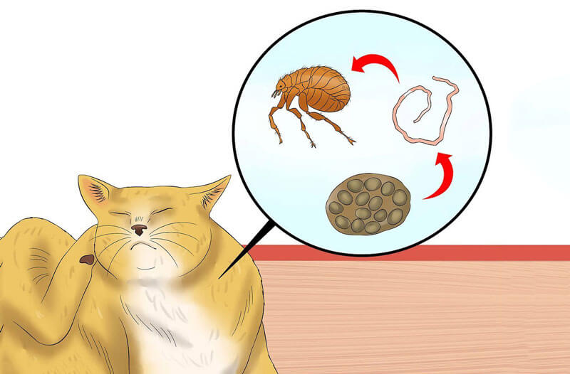 Mèo nhiềm giun sán là nguyên nhân khiến mèo bị tiêu chảy