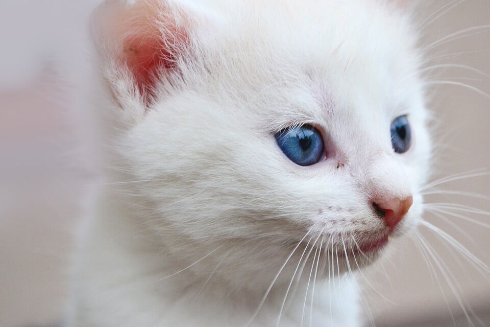 Mèo Ojos với đôi mắt xanh đặc biệt