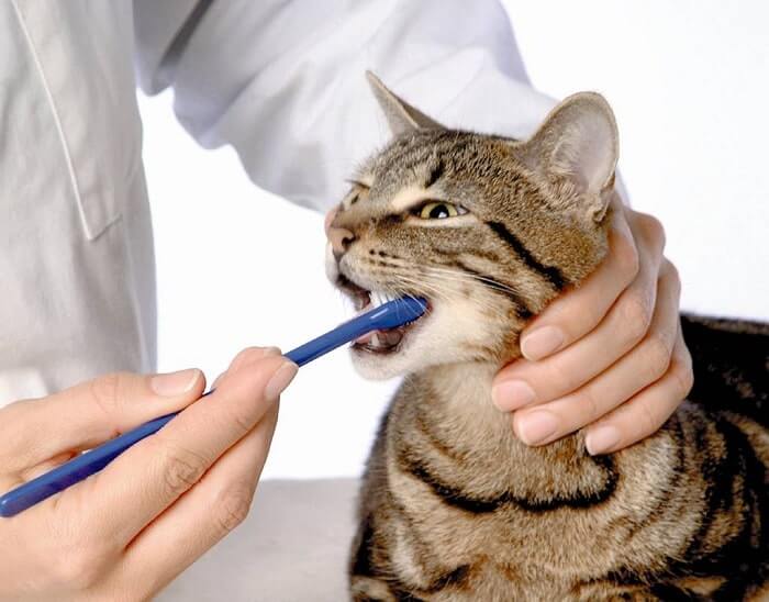 Vệ sinh răng miệng thường xuyên cho mèo 