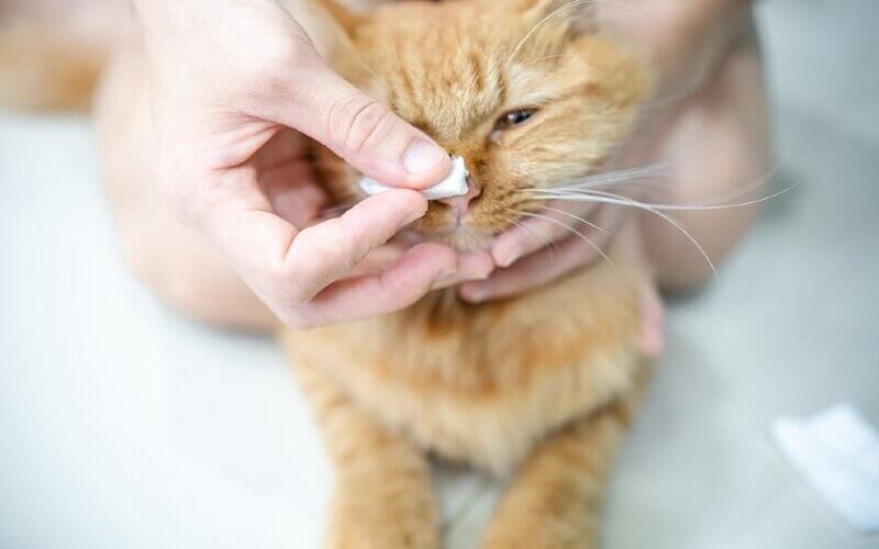 Xử lý khi mèo bị nghẹt mũi tốt nhất là nên đến cơ sở thú y