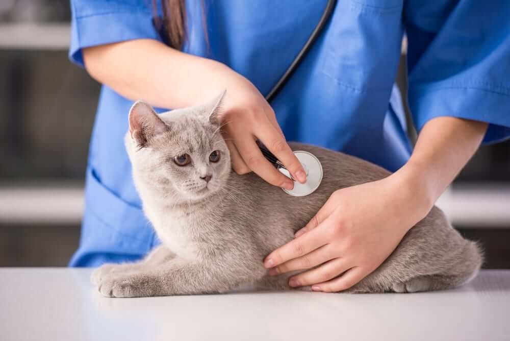 Bác sĩ thú ý sẽ khám tổng quát và điều trị khi mèo bị căng sữa
