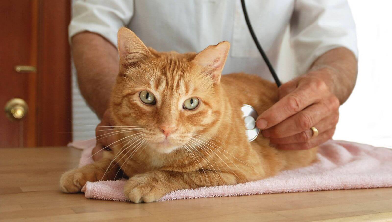 Bạn nên đưa mèo của mình đi khám, kiểm tra định kỳ để mèo luôn được khỏe mạnh