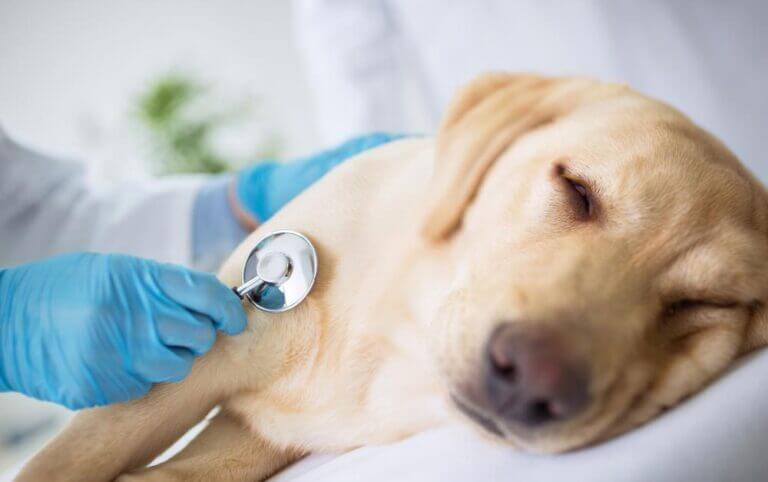 Bệnh Care ở chó vô cùng nguy hiểm