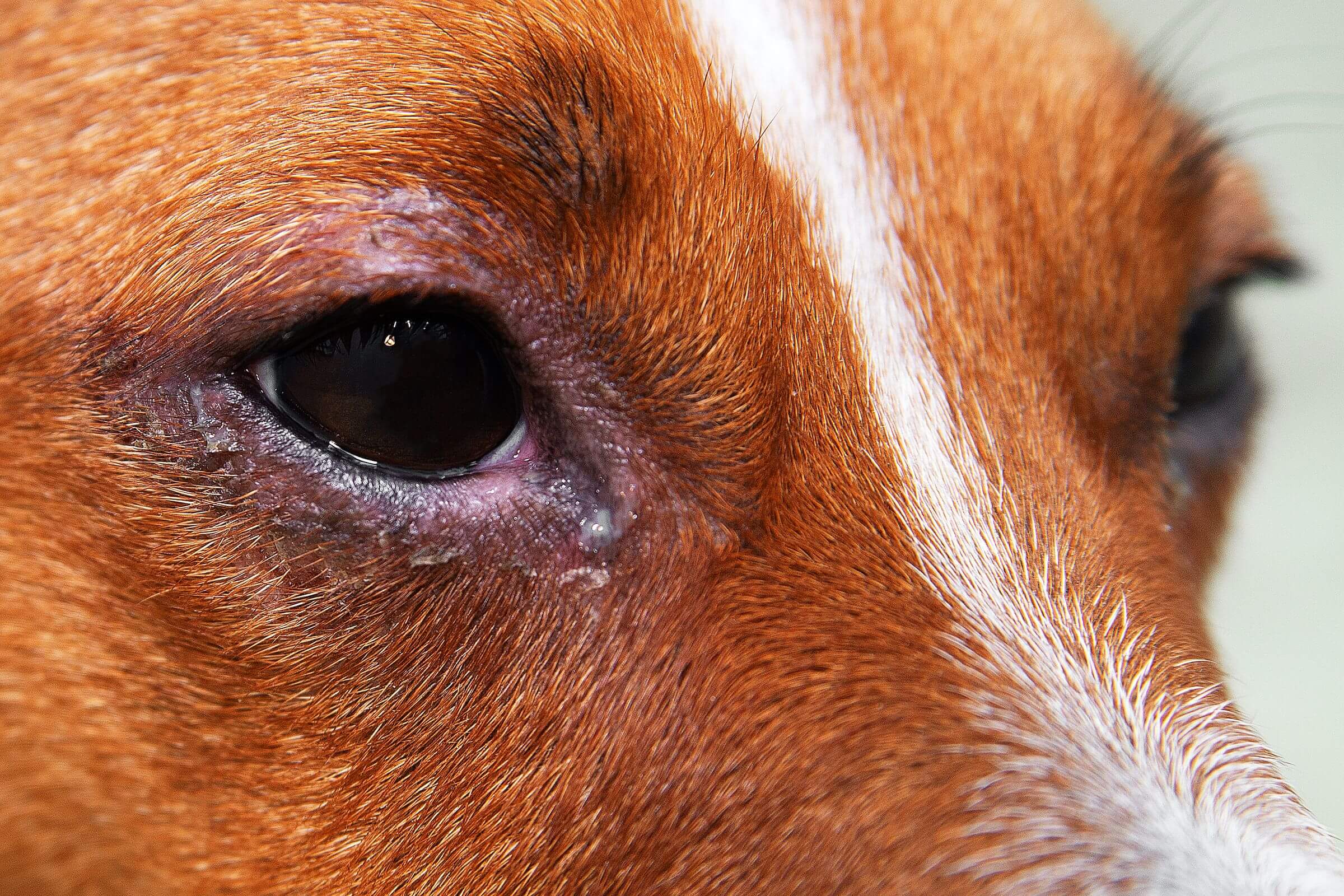 Bệnh viêm mắt ở chó