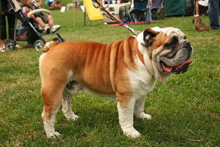 Bulldog là giống chó Anh Quốc có thân hình vạm vỡ