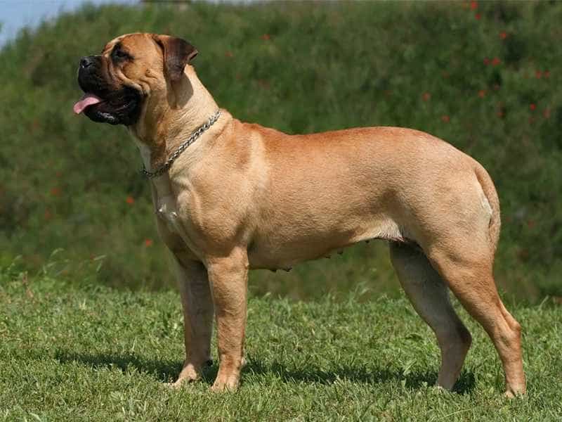 Chó Ngao Bò có nguồn gốc tại nước Anh