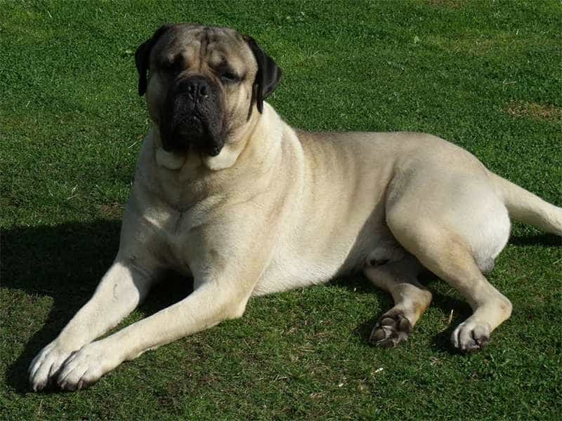 Chó Ngao bò ó trọng lượng cân nặng khá lớn