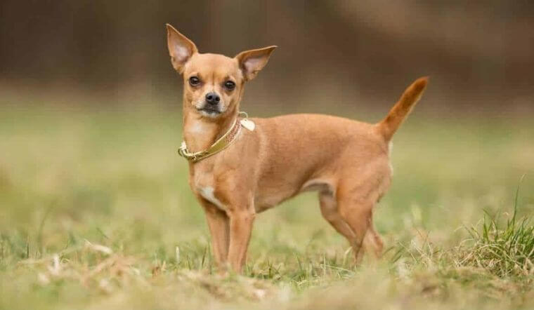 Chó Chihuahua - Giống chó nhỏ thông minh