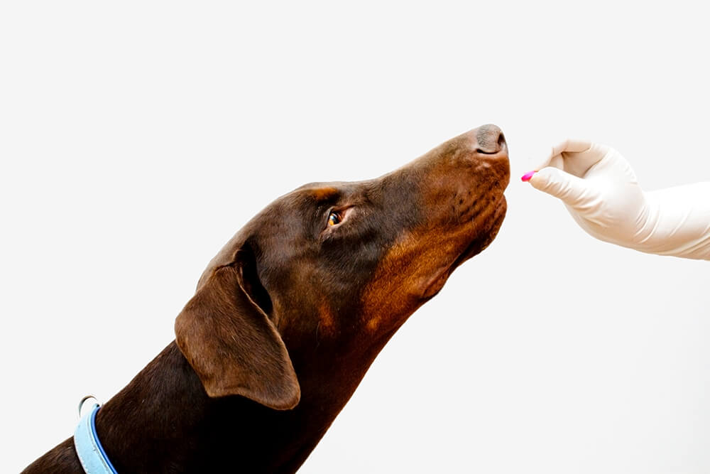 Cho chó dùng thuốc kháng sinh để phòng bệnh