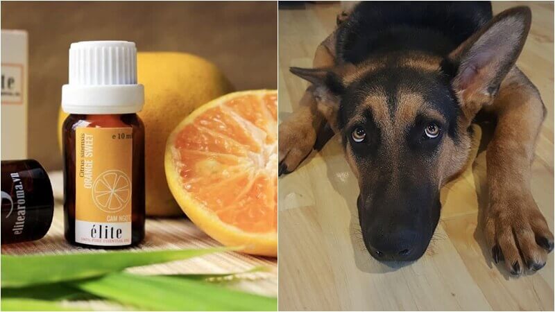 Chó sợ mùi cam quýt